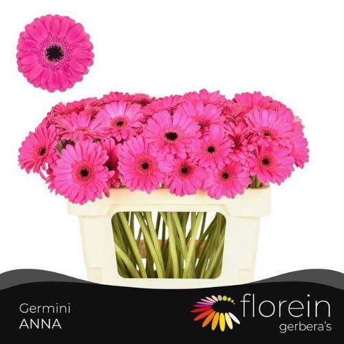 Gerbera mini Anna