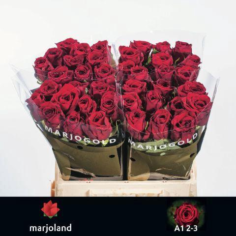 Rosa grootbloemig Red Naomi!