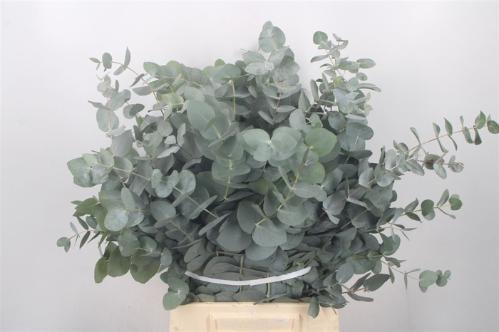 Eucalyptus per bos cinerea