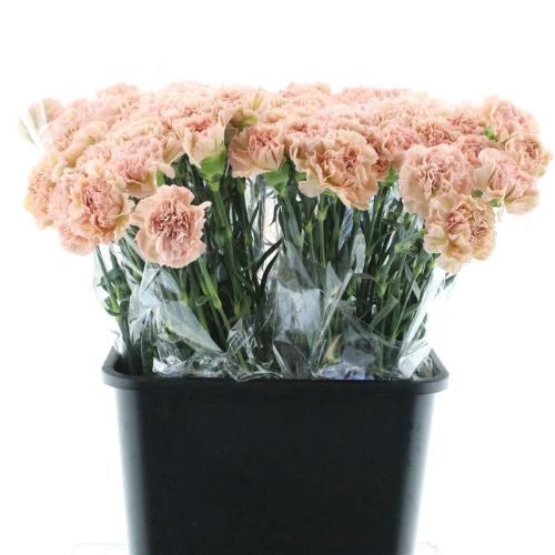 Dianthus standaard 'Lege Marrone'