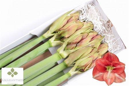 Hippeastrum (Galaxy Grp) 'Coral Flame'