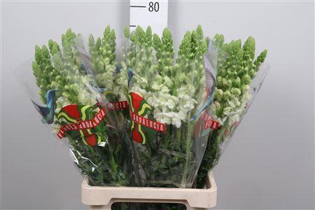 Antirrhinum majus 'Potomac Early White'