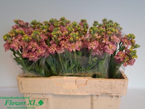 Matthiola incana Stox Antique Rose