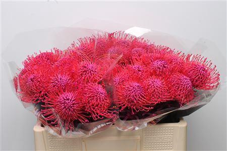 Leucospermum 'Naomi' kleurbehandeld H%