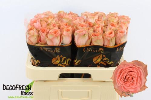 Rosa grootbloemig Sacred