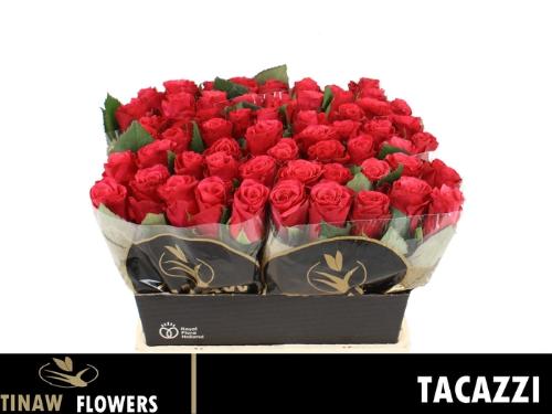 Rosa grootbloemig Tacazzi+