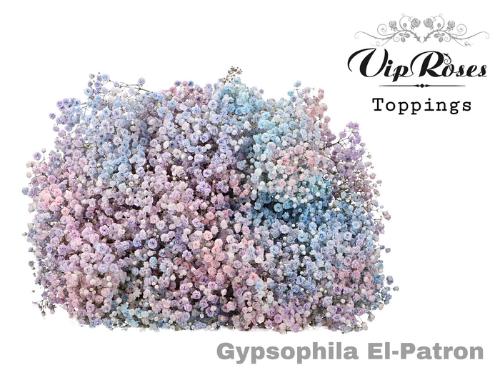 Gypsophila overig kleurbehandeld H%