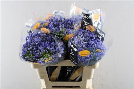 Agapanthus 'Atlantic Ocean'