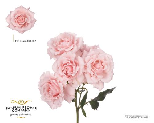 Rosa tros Majolika
