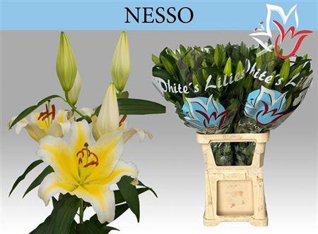 Lilium (Oriental Grp) 'Nesso'