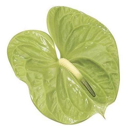 Anthurium Andreanum Grp 'Midori'