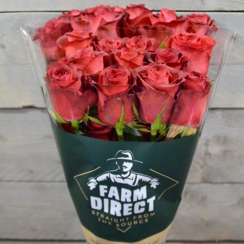 Rosa grootbloemig overig