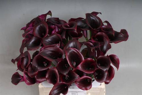Zantedeschia 'Cantor'