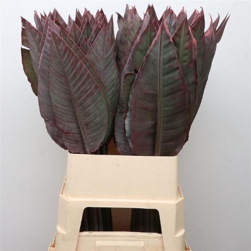 Strelitzia reginae (blad) kleurbehandeld H%