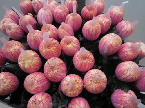 Chrysanthemum (Indicum Grp) geplozen Antonov kleurbehandeld H%