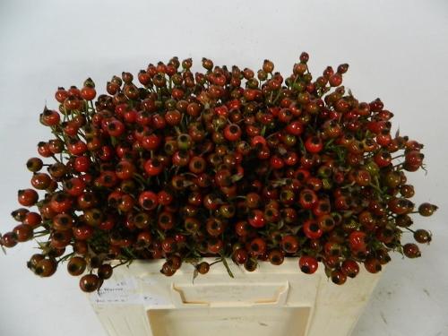 Rosa Classic Fruitilia (rozenbottel)