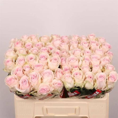 Rosa grootbloemig Revival Sweet