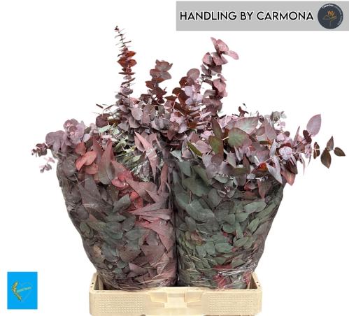 Eucalyptus cinerea kleurbehandeld per bos H%