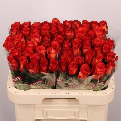 Rosa grootbloemig Meteor