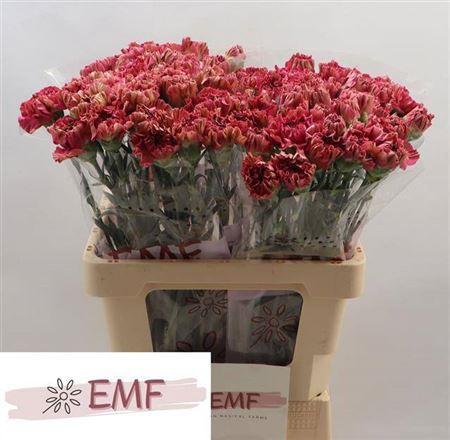 Dianthus standaard Viper Wine