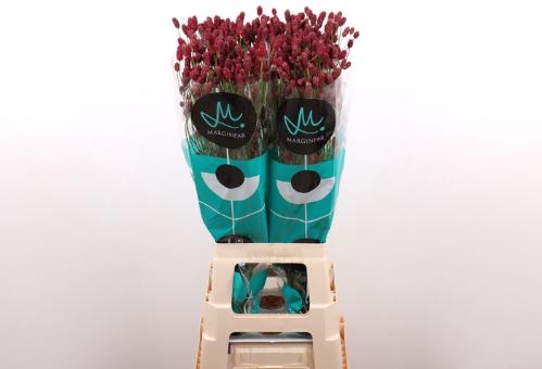 Sanguisorba officinalis 'Red Dream'