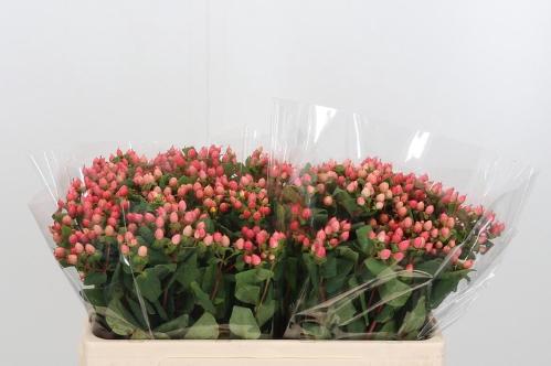 Hypericum androsaemum 'Shali Star'