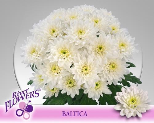 Chrysanthemum Indicum Grp tros kas Baltica