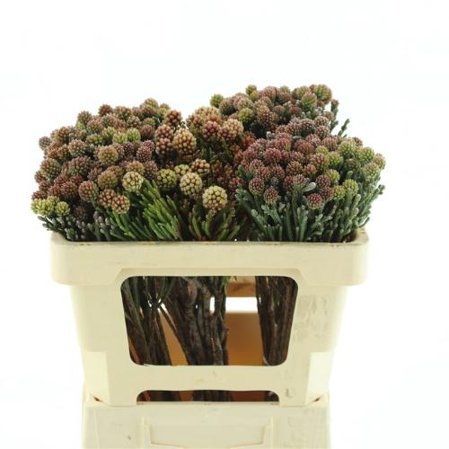 Kaaps Groen