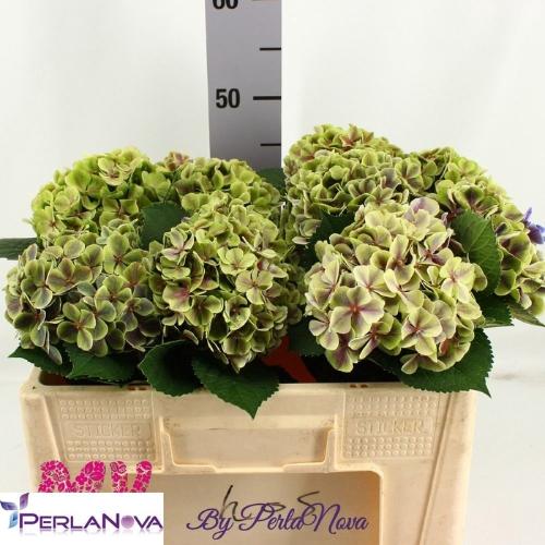 Hydrangea macrophylla My Beautiful Rio (classic)