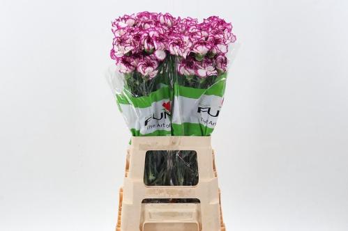 Dianthus standaard 'Kino'