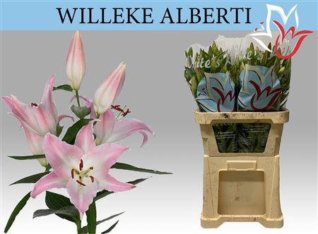 Lilium Oriental Grp 'Willeke Alberti'