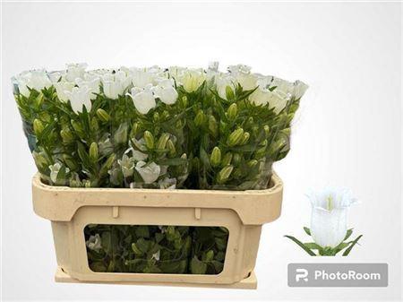 Campanula medium 'Champion White'