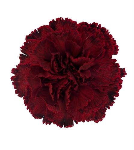 Dianthus standaard kleurbehandeld H%
