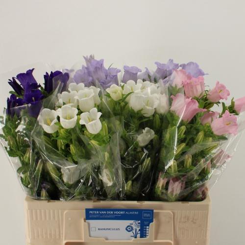 Campanula medium gemengd