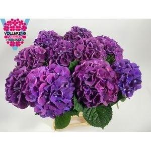 Hydrangea macrophylla Royal King