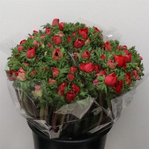 Anemone coronaria 'Mistral Plus Red'