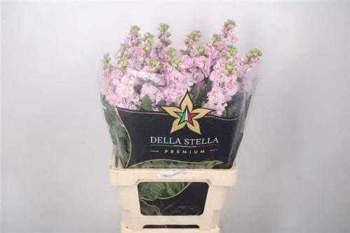 Matthiola incana 'Iron Cherry Blossom'