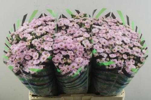 Chrysanthemum Indicum Grp tros santini 'Rossi Pink'
