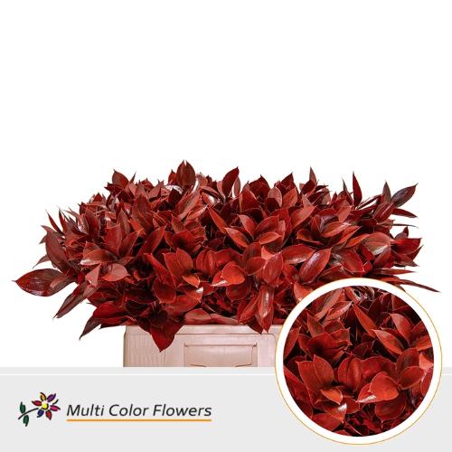 Ruscus kleurbehandeld H%