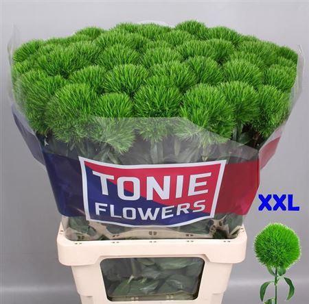 Dianthus barbatus Kiwi Mellow