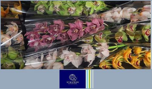 Cymbidium grootbloemig per tak gemengd