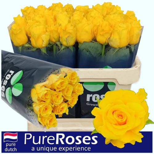Rosa grootbloemig Palmares!