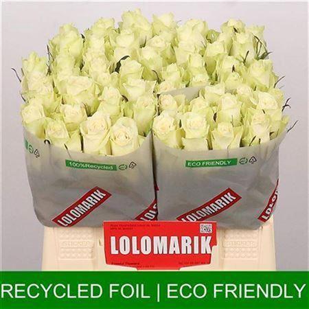 Rosa grootbloemig Athena