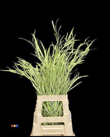 Decoratiegroen kleurbehandeld per bos H%