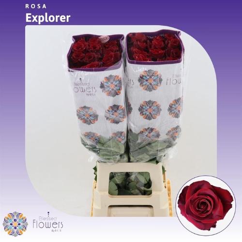 Rosa grootbloemig Explorer