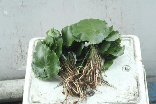 Galax urceolata per bos