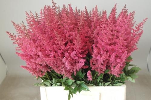 Astilbe Arendsii Grp 'Else Schluck'