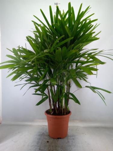 Rhapis excelsa