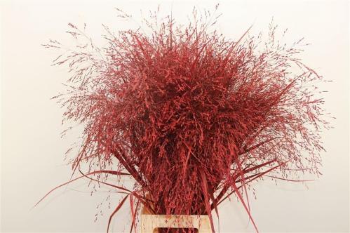 Snijbloemen overig kleurbehandeld H%