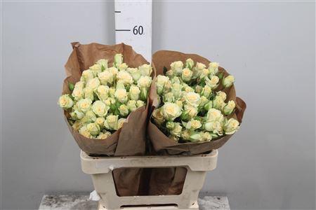 Rosa tros overig